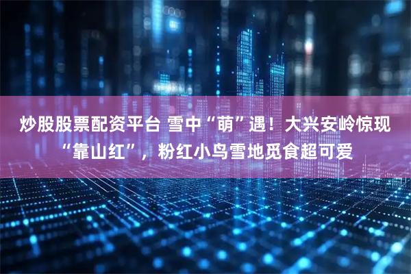 炒股股票配资平台 雪中“萌”遇!大兴安岭惊现“靠山红”,粉红小鸟雪地觅食超可爱